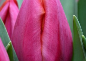 Tulipa Pink Pajado (3)